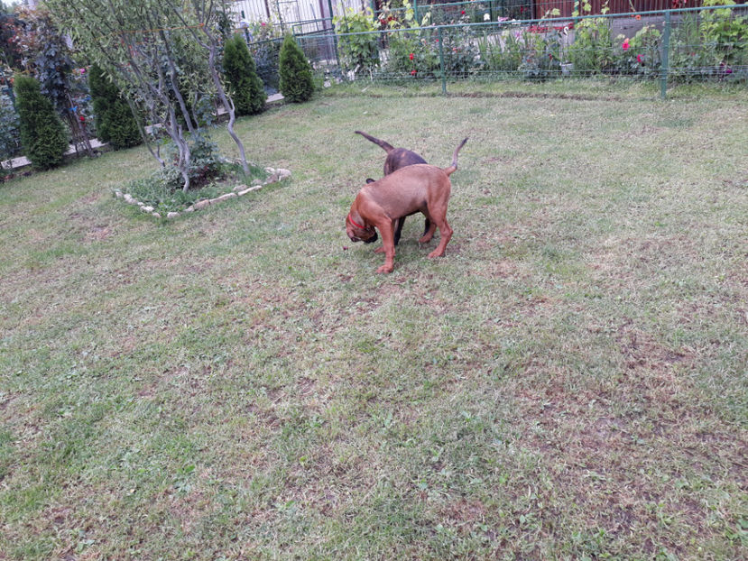  - 1 CATELUSELE NOASTRE