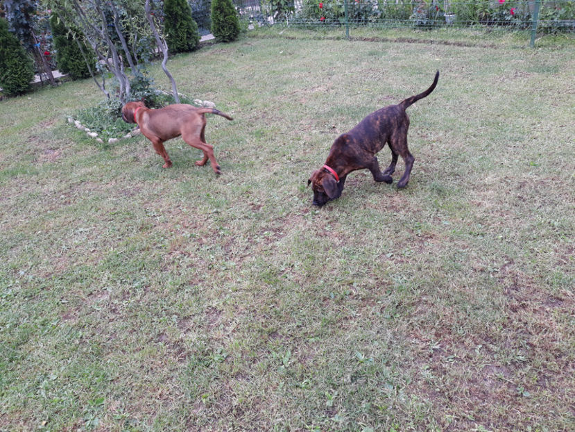  - 1 CATELUSELE NOASTRE