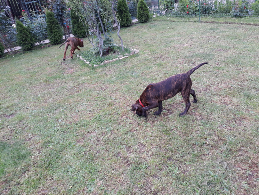  - 1 CATELUSELE NOASTRE