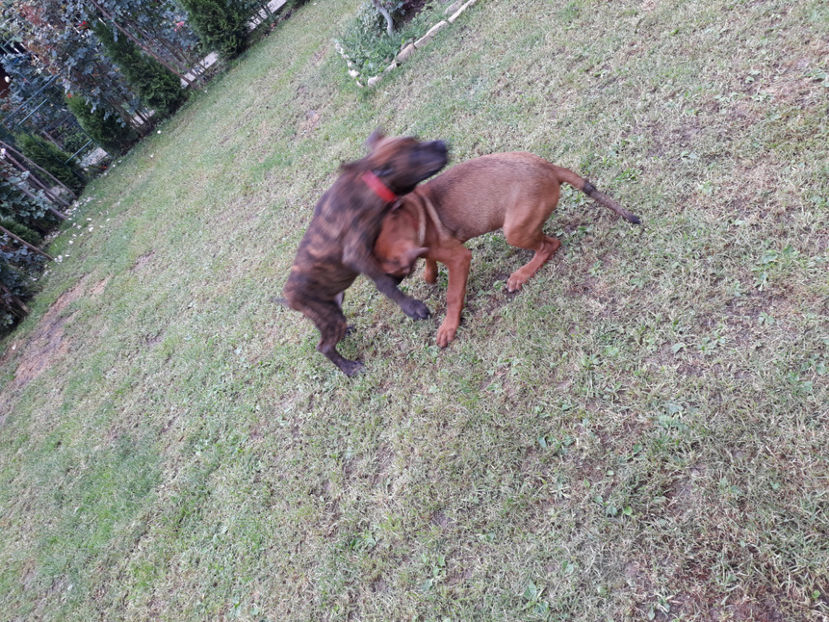  - 1 CATELUSELE NOASTRE