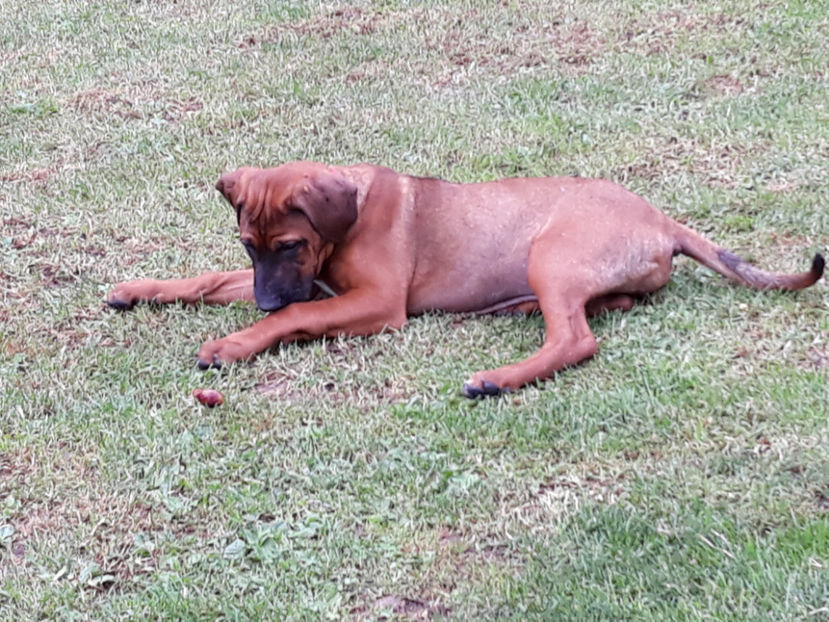  - 1 CATELUSELE NOASTRE