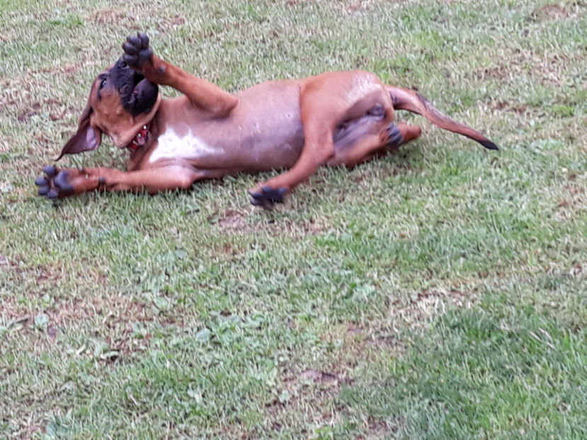  - 1 CATELUSELE NOASTRE