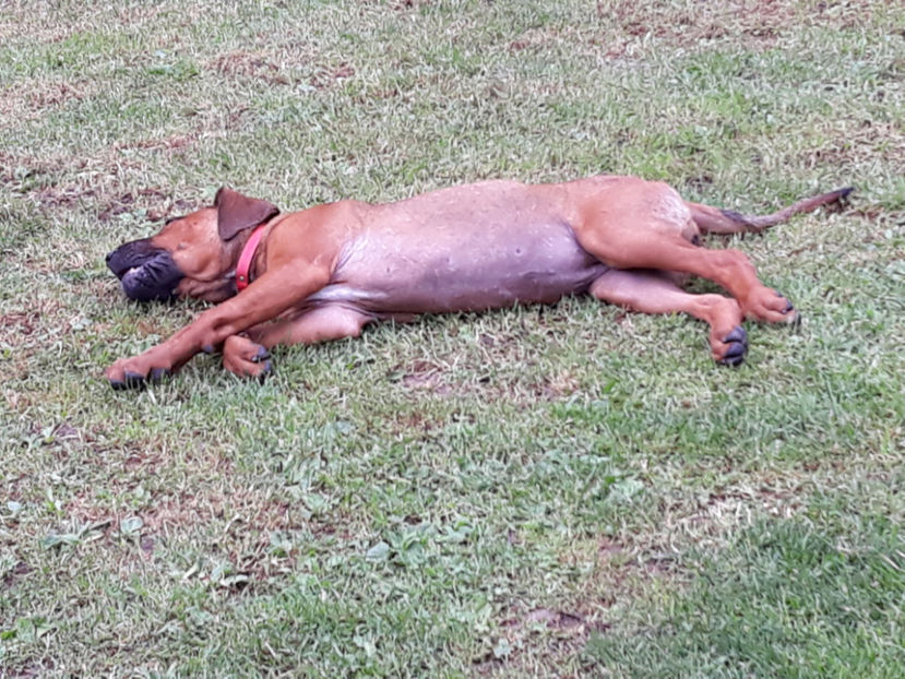  - 1 CATELUSELE NOASTRE