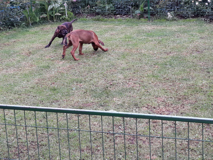  - 1 CATELUSELE NOASTRE