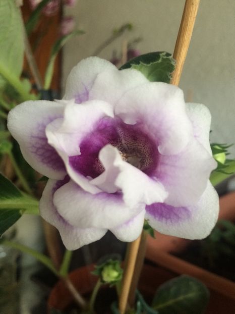 5.07.2019 - Gloxinia Burgundy Queen