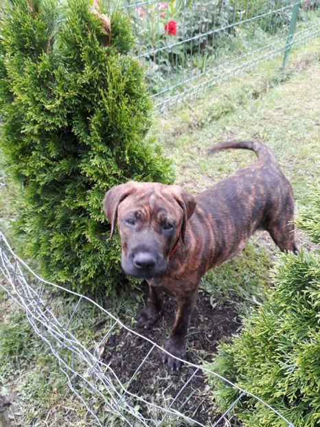  - 1 CATELUSELE NOASTRE