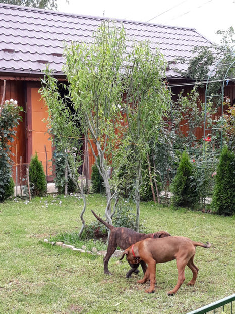  - 1 CATELUSELE NOASTRE