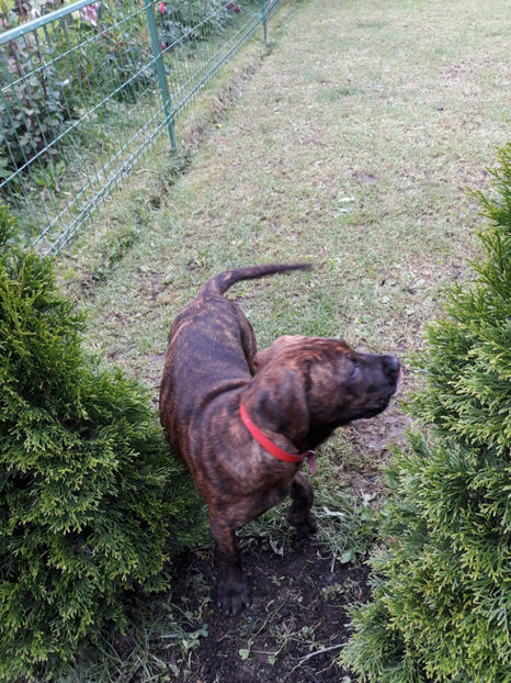  - 1 CATELUSELE NOASTRE