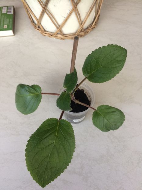 Marylou 5.07.2019 - Sinningia SRGs Britta Dietze