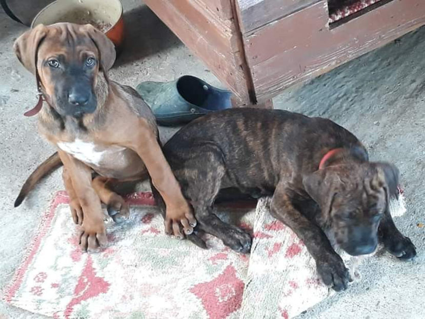  - 1 CATELUSELE NOASTRE