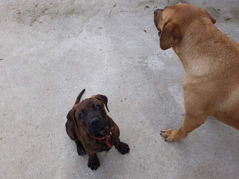  - 1 CATELUSELE NOASTRE