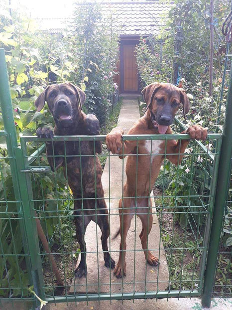  - 1 CATELUSELE NOASTRE