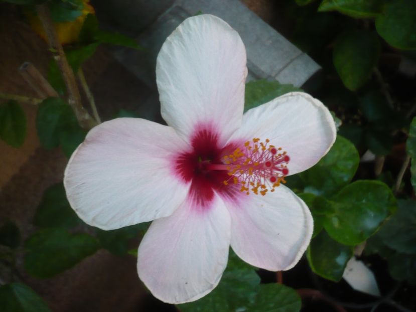 P1420125 - HIBISCUSI 2019-1