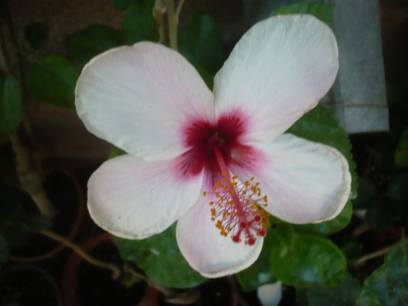 P1420128 - HIBISCUSI 2019-1