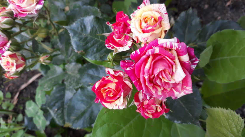  - FIRE FLASH Interplant 3