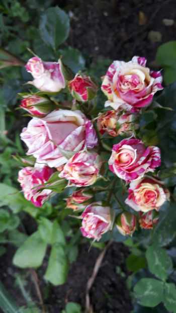  - FIRE FLASH Interplant 3