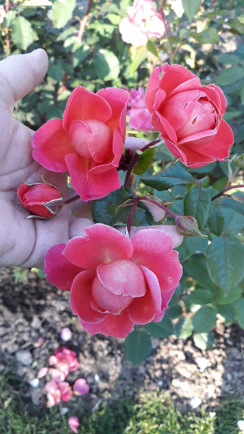  - SUMMER SONG David Austin 3