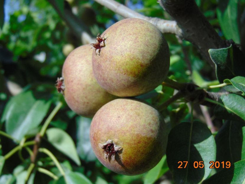  - Par Busuioace cu miez rosu