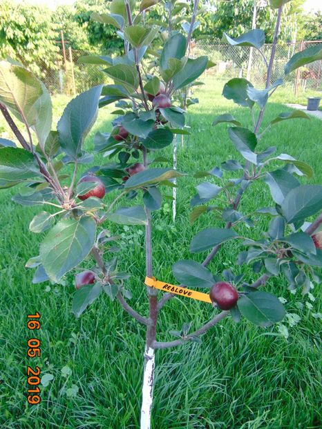 3 Iulie 2019 - Redlove ELVETIA --- pulpa rosie