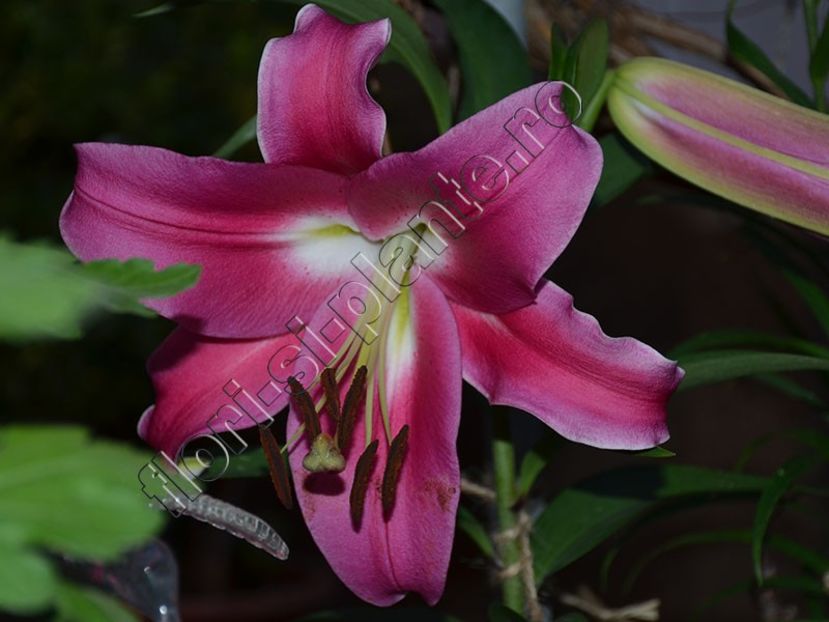 Crin Robina - Crini - Llilium - Lily