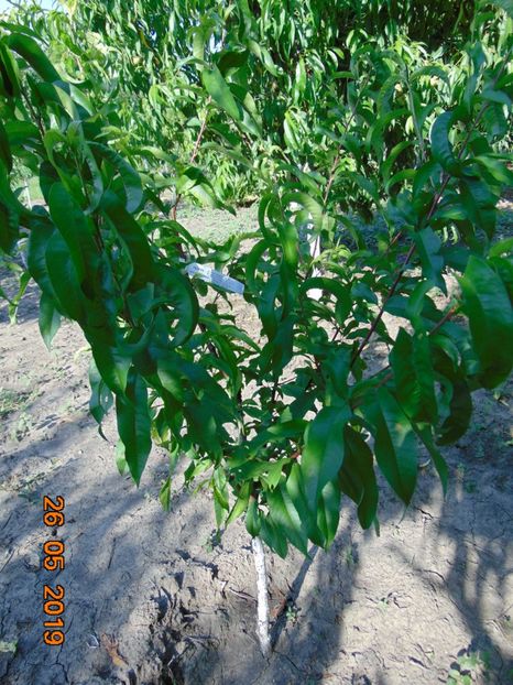  - piersic RUBINO SANGUINE de SAVOIE-rosu