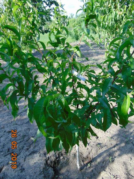  - piersic RUBINO SANGUINE de SAVOIE-rosu