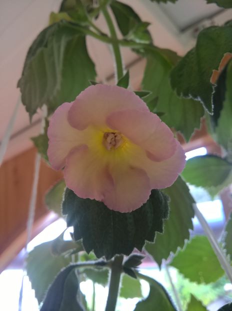 2019 - Yellow English Rose