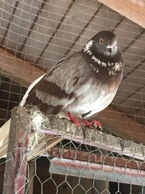 58F63CAF-8AAB-42A8-AA9F-83B6A19CFBB5 - Vargati pe roșu-nu ii mai dețin