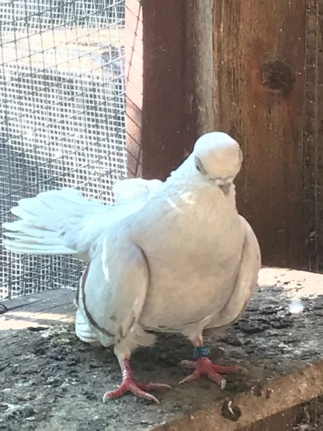 C2BEDAF5-9987-438D-863B-BD0215217D5C - Zburători Argintii