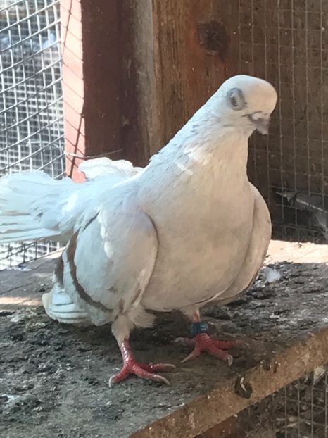 C5437EF6-EAE6-4EF8-B5B1-179ADE4B2B5B - Zburători Argintii