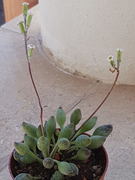 Adromischus clavifolius - Adromischus