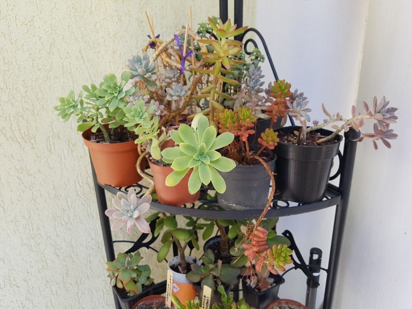 Sedumuri - Cactusi si plante suculente 2017-2018-2019
