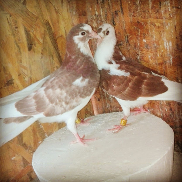 Rolleri de Birmingam - Rolleri de Birmingam 2019