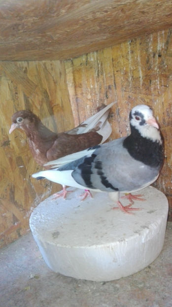  - Rolleri de Birmingam 2019