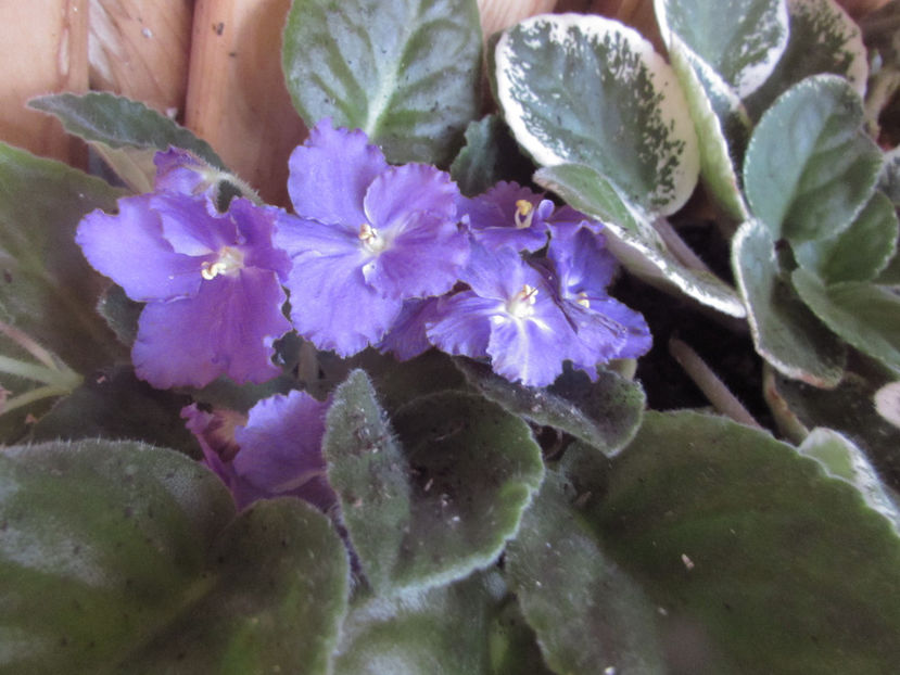 AE Amur-sport - Violete