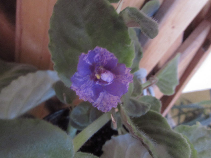 AE Amur=sport 2 - Violete