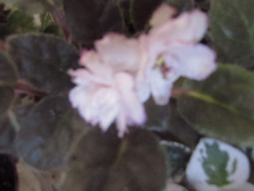 Fredette-s Sweet Jenny - Violete