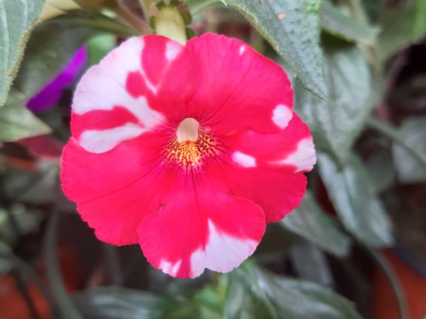 BriD’s Rana - Achi din semințe BriDs 2018