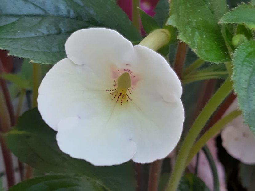 BriD’s Nani - Achi din semințe BriDs 2018