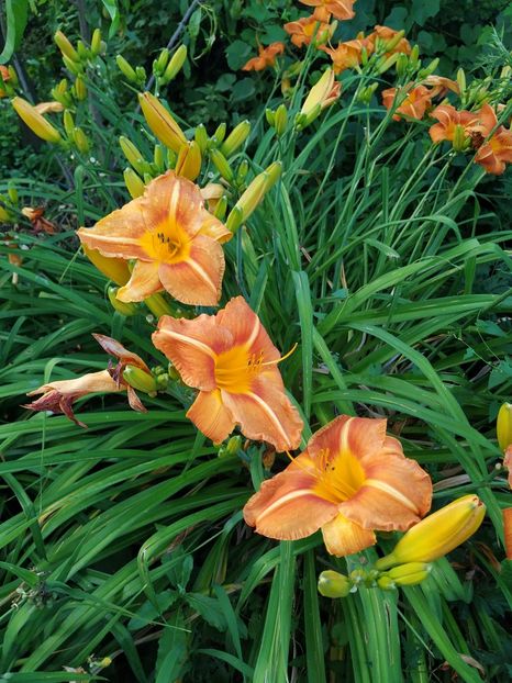 Hemerocallis - 2019