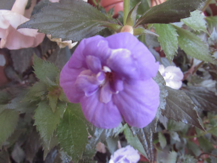 Fluffy Wambler - Achimenes 2019