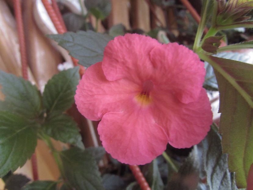 Magma - Achimenes 2019