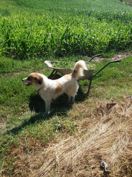  - RIP Athos