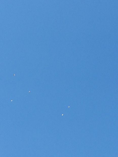  - Budapesta și Targoviste