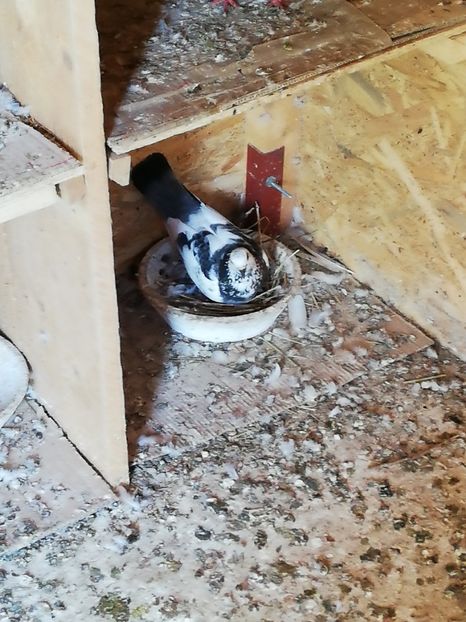  - Gutana Cucă dela Bucuresti