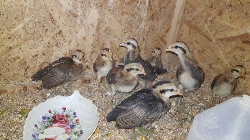 phoenix salbatic - pui 2019