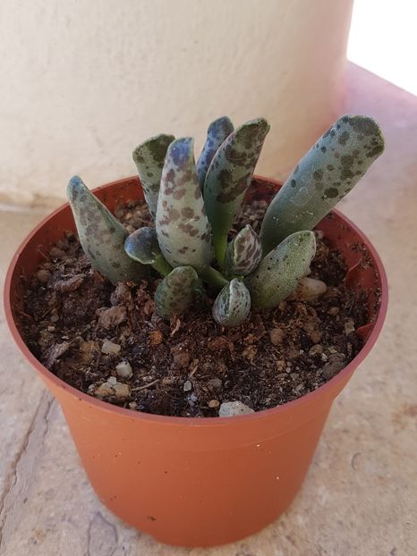 Adromischus festivus - Adromischus