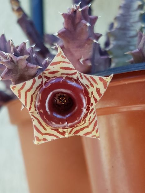 Huernia zebrina - Stapeliade 2018-2021-2022