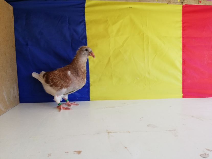  - 5PUI 2019
