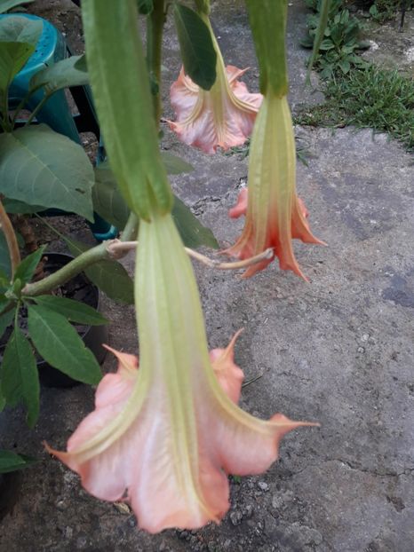  - Brugmansii 2019